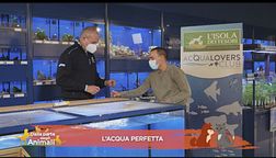 Consigli preziosi per gli appassionati di acquariologia